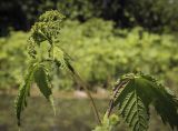 Filipendula camtschatica. Верхушка с развивающимся соцветием. Ярославская обл., г. Переславль-Залесский, дендрологический парк им. С. Ф. Харитонова, берег пруда, в культуре. 12.06.2022.