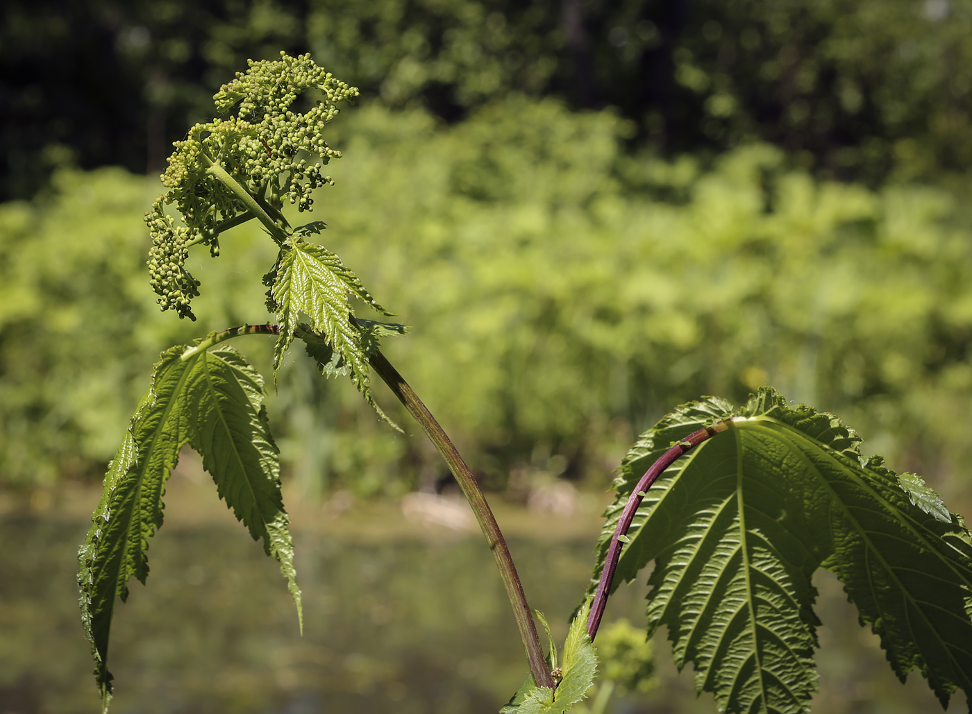 Изображение особи Filipendula camtschatica.