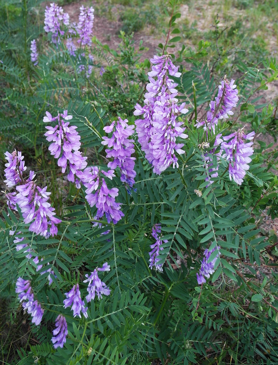 Image of Vicia tenuifolia specimen.