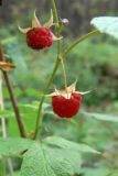 Image of taxon representative. Author is Сергей Глотов