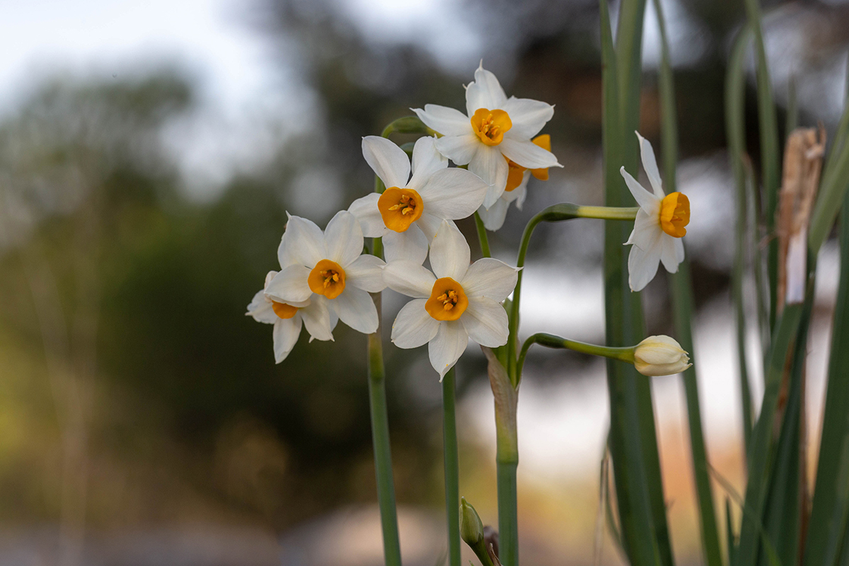 Изображение особи Narcissus tazetta.