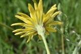 Tragopogon orientalis