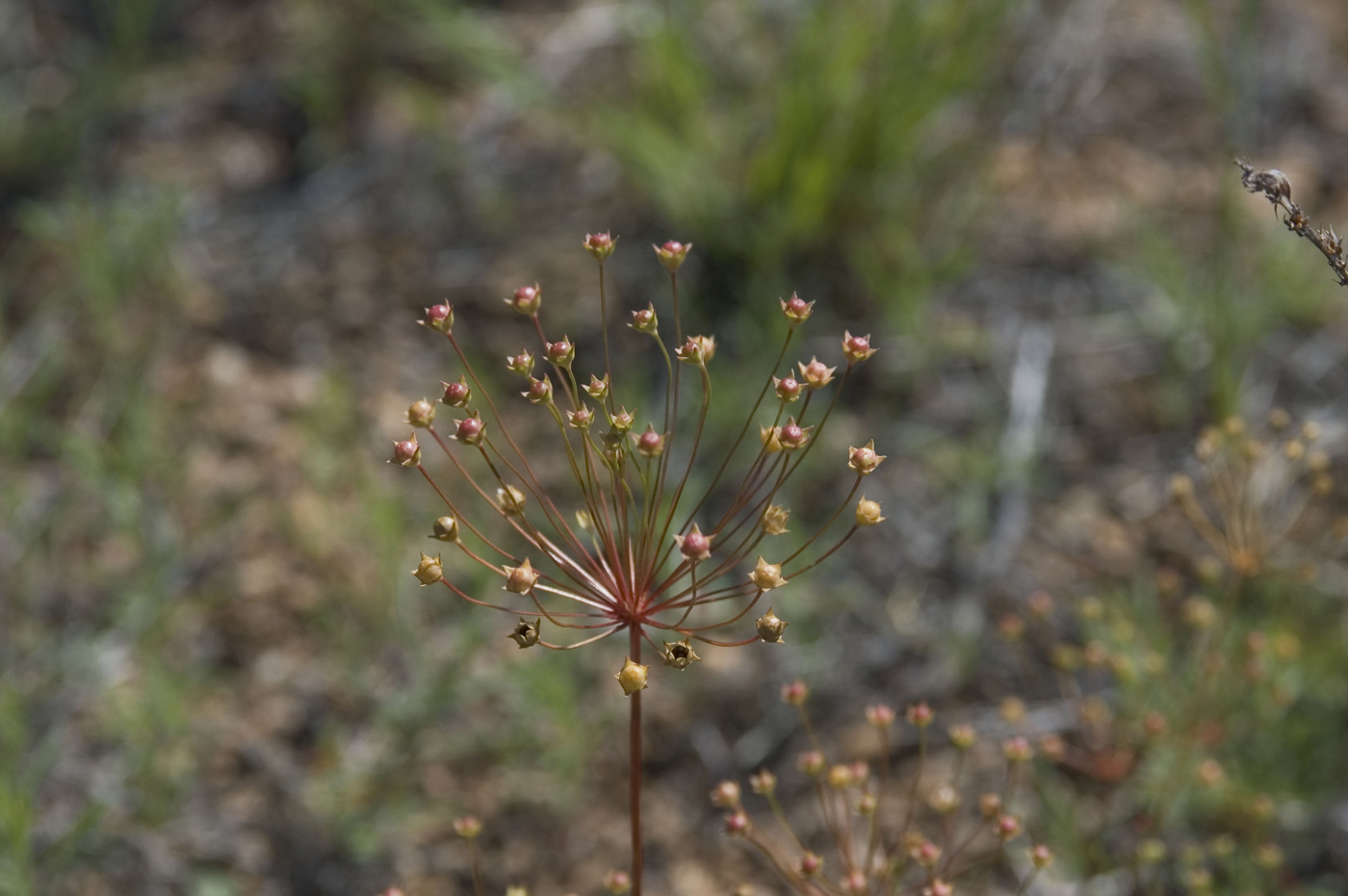 Image of Androsace septentrionalis specimen.