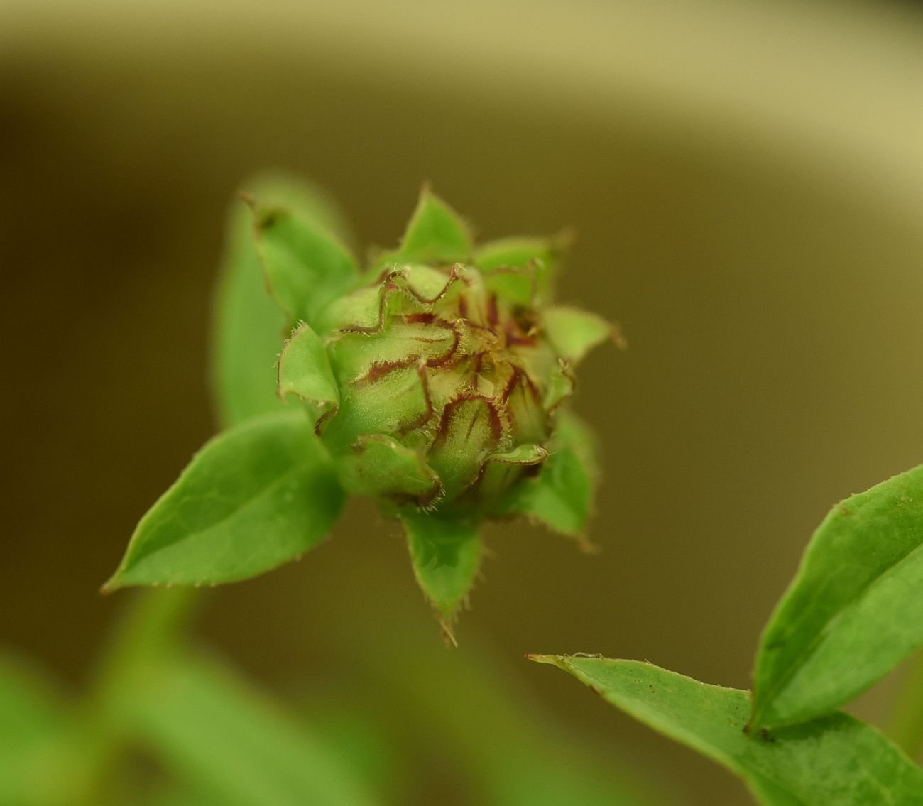 Изображение особи Inula aspera.