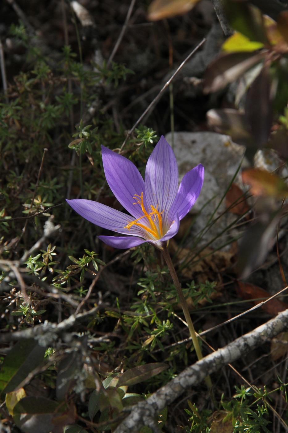 Изображение особи Crocus speciosus.