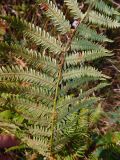 Pteridium tauricum