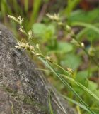 Carex divulsa