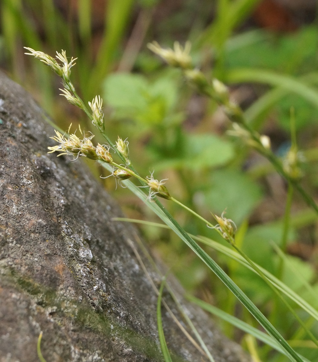 Image of Carex divulsa specimen.