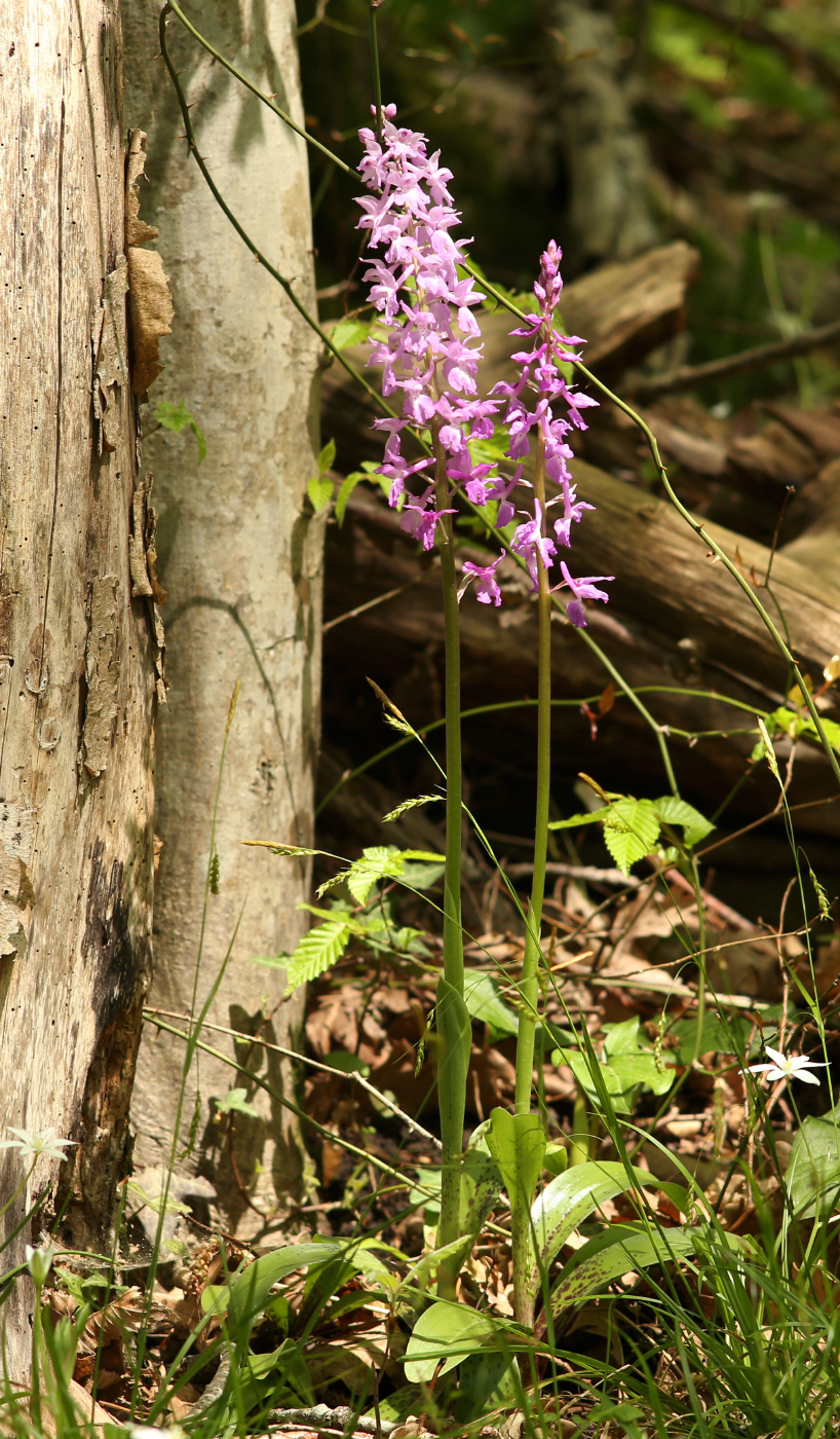 Изображение особи Orchis mascula.