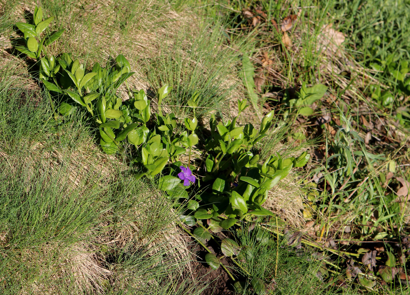 Image of Vinca pubescens specimen.