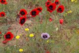 Papaver arenarium