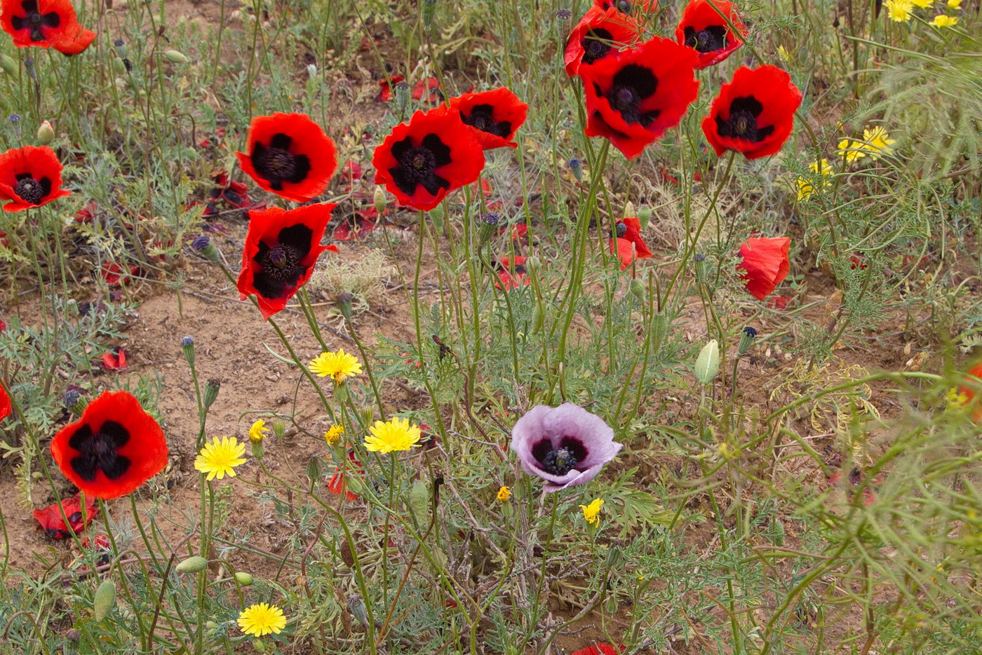 Изображение особи Papaver arenarium.