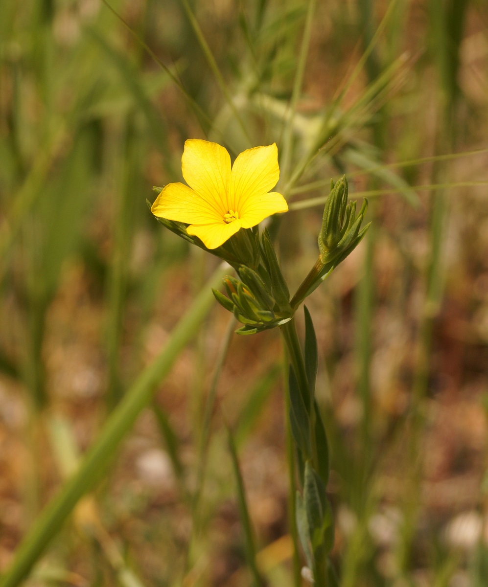 Image of Linum nodiflorum specimen.