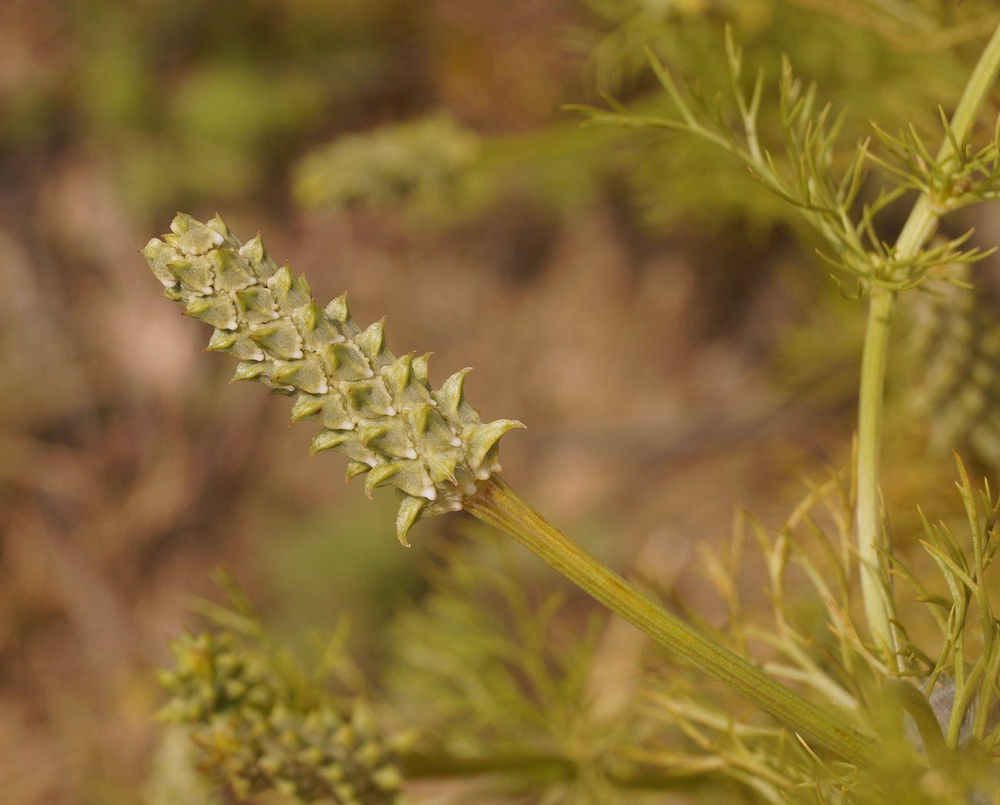 Image of Adonis aestivalis specimen.