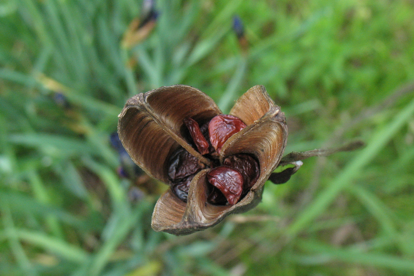 Image of Iris sibirica specimen.