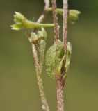 Image of taxon representative. Author is Лариса Крайник