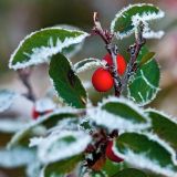 Cotoneaster uniflorus