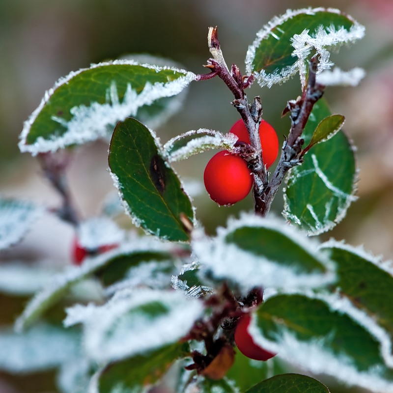 Image of Cotoneaster uniflorus specimen.