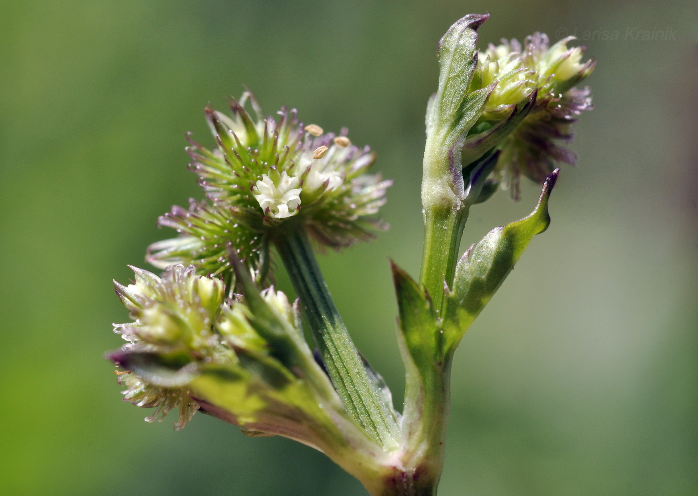 Image of Sanicula chinensis specimen.