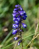 род Delphinium. Соцветие. Оренбургская обл., Кувандыкский гор. округ, окр. дер. Первое Юмагузино, луг. 05.07.2023.