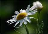 Tripleurospermum inodorum. Соцветие. Московская обл., Раменский р-н, окр. дер. Хрипань, садовый участок. 10.07.2023.