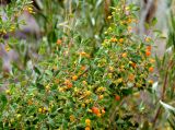 Lonicera microphylla