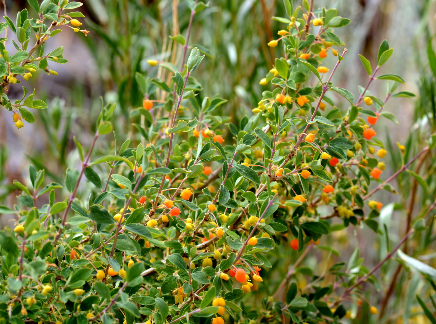 Image of Lonicera microphylla specimen.