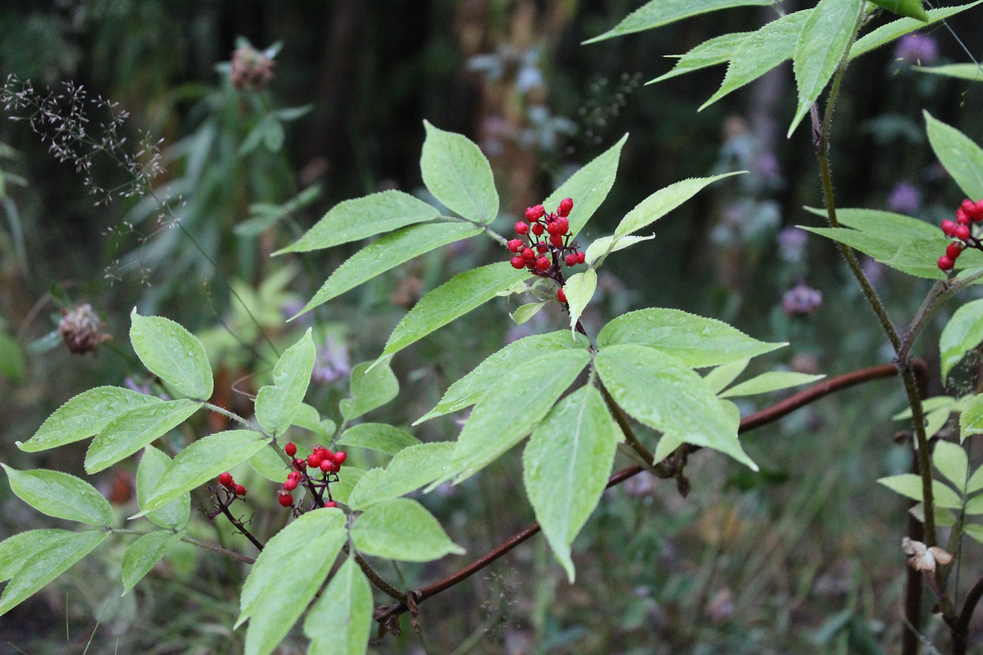 Image of Sambucus sibirica specimen.