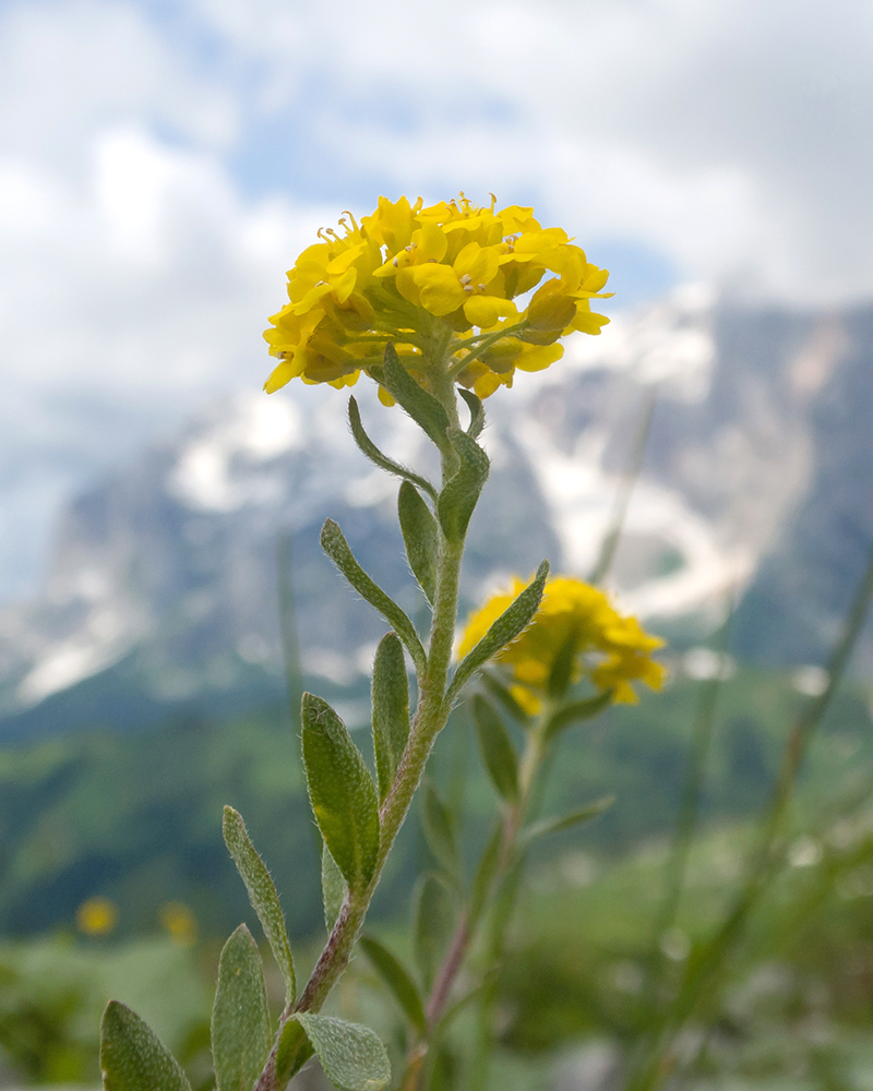 Изображение особи Alyssum oschtenicum.