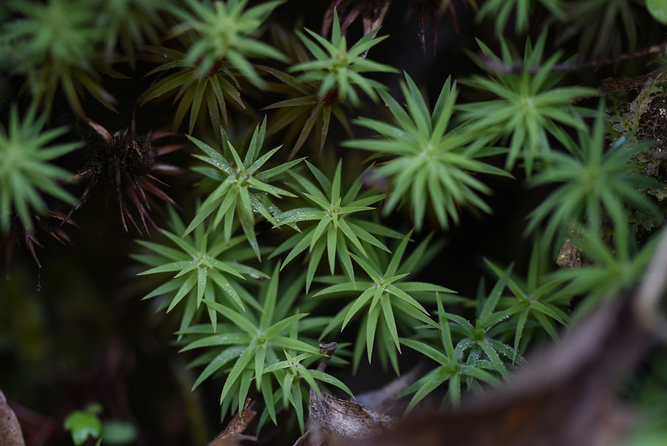 Изображение особи род Polytrichum.