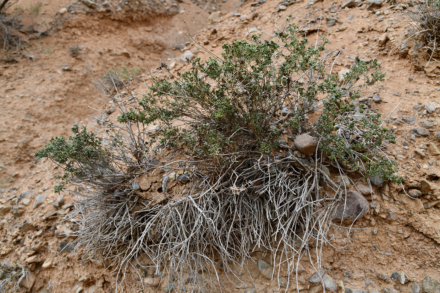 Image of Iljinia regelii specimen.