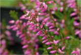 Calluna vulgaris