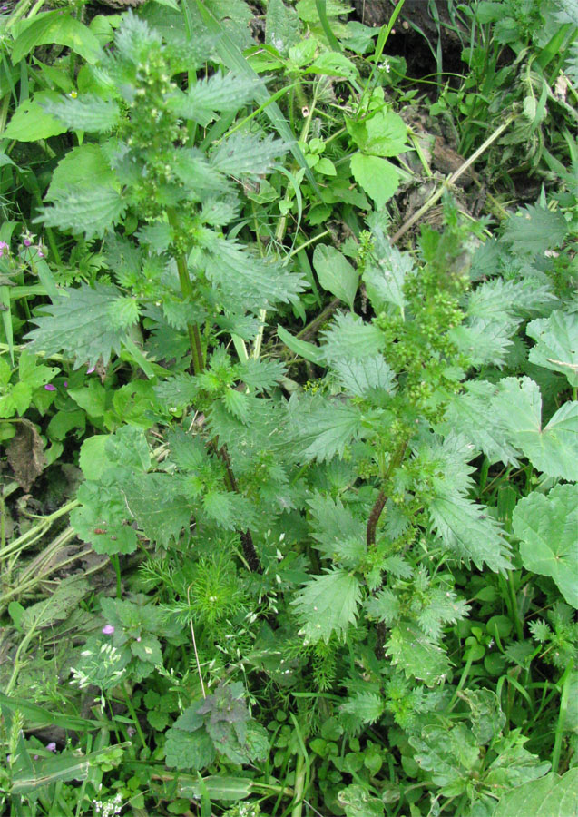 Image of Urtica urens specimen.