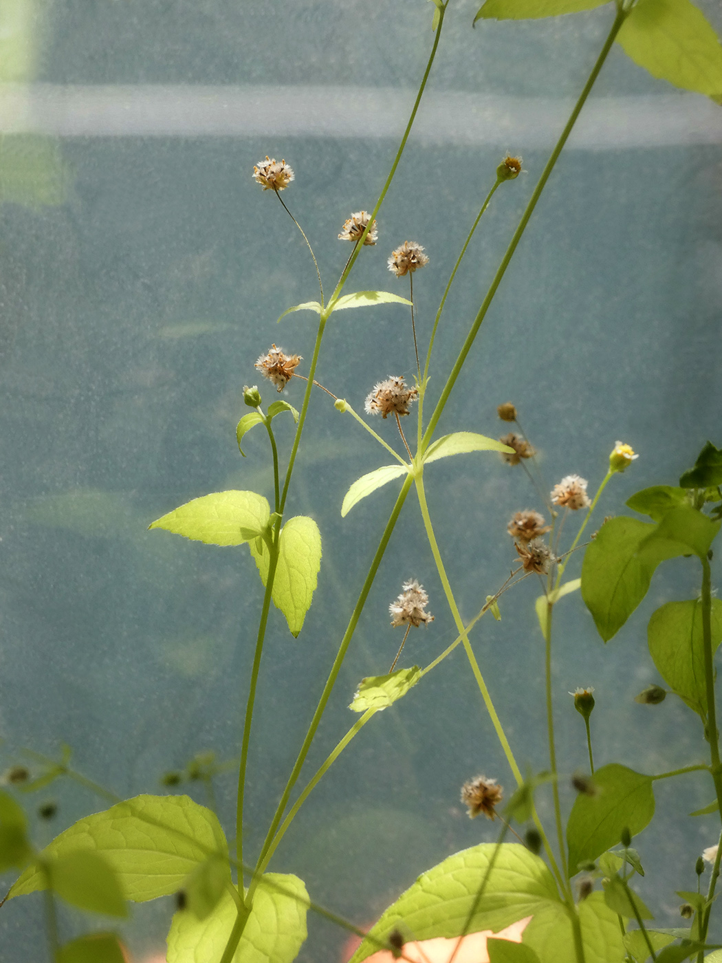 Image of Galinsoga parviflora specimen.