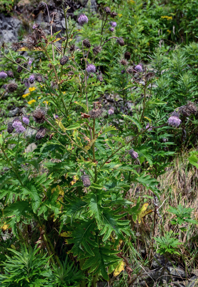 Image of Cirsium kamtschaticum specimen.