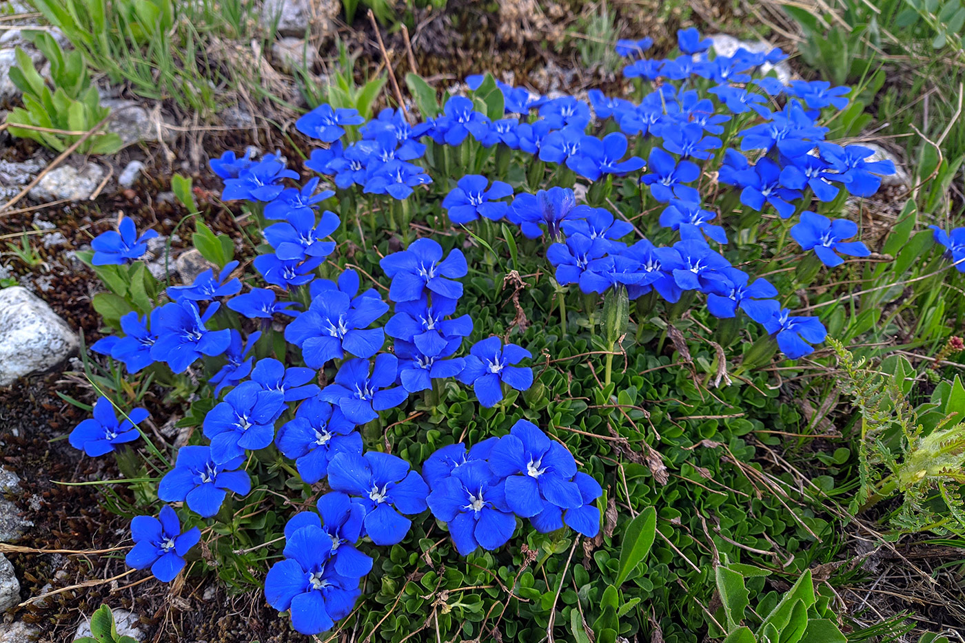 Изображение особи Gentiana angulosa.