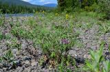 Tanacetum boreale. Цветущее растение в сообществе с Salix, Astragalus и Chamaenerion. Красноярский край, Таймырский Долгано-Ненецкий р-н, плато Путорана, долина р. Кутарамакан, прибрежный галечник. 25.07.2023.