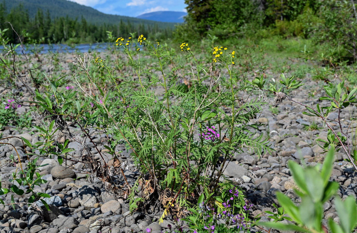 Изображение особи Tanacetum boreale.
