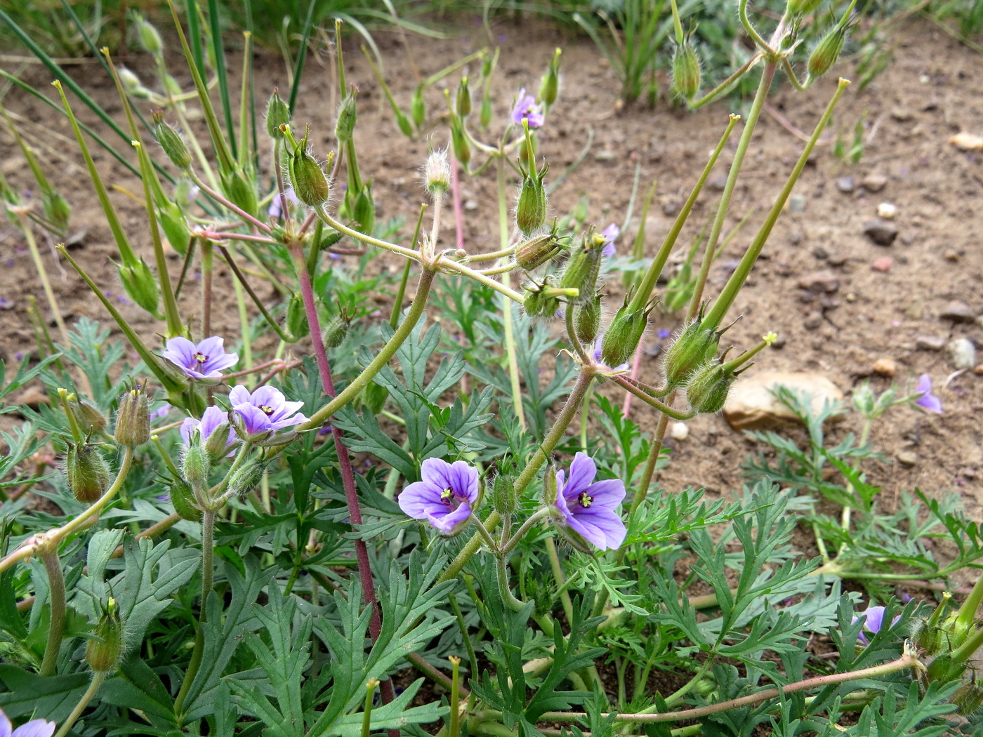 Изображение особи Erodium stephanianum.