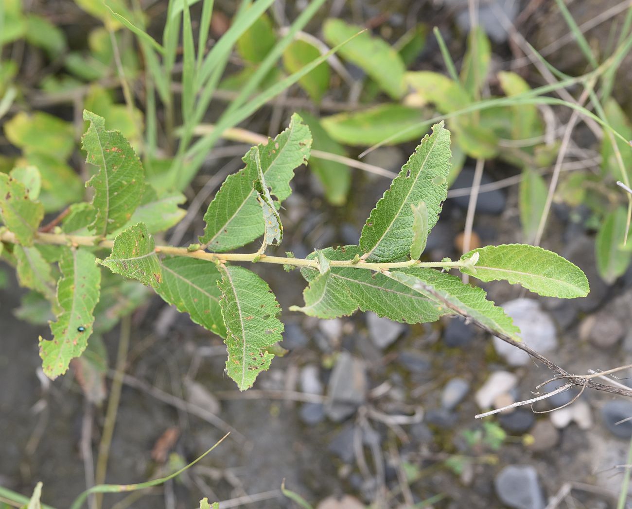 Image of Salix cinerea specimen.