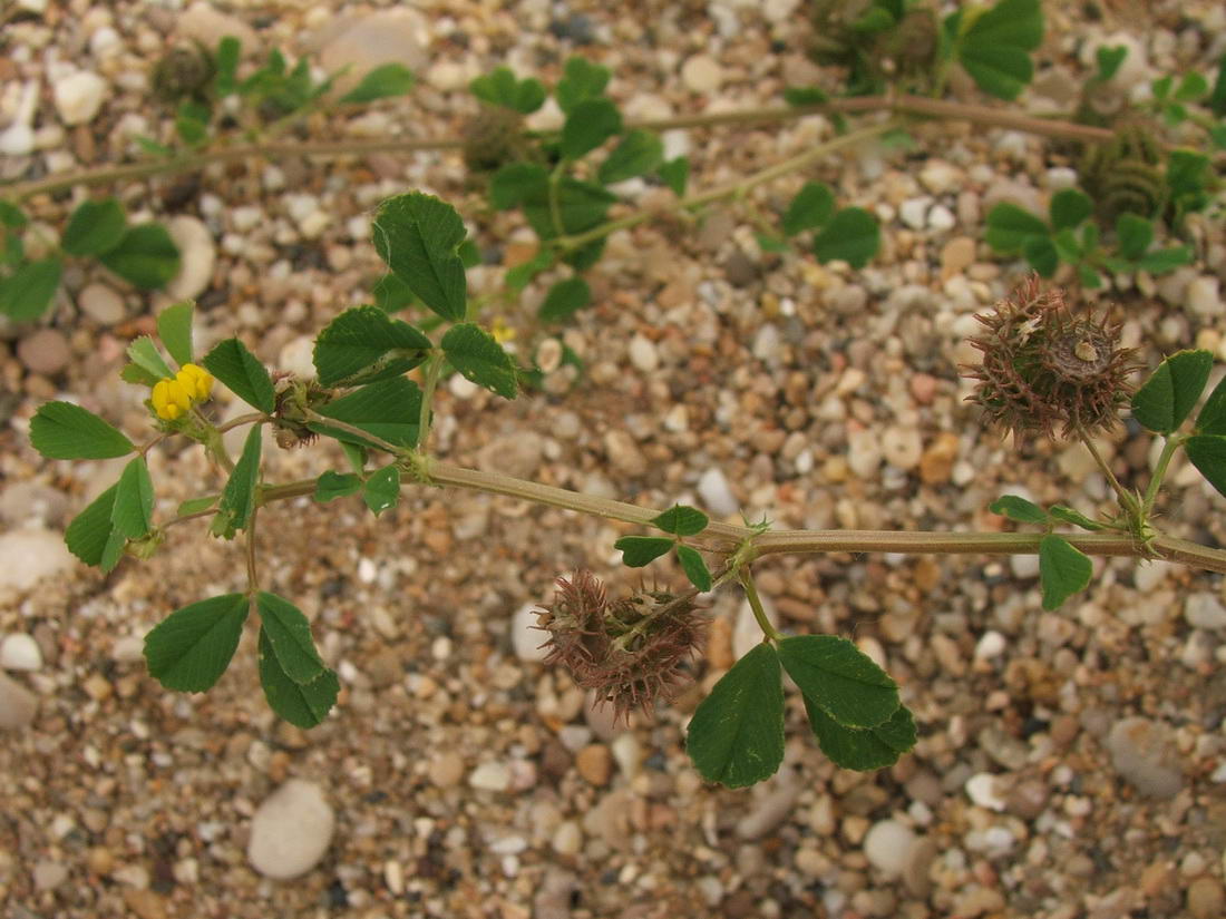 Изображение особи Medicago denticulata.