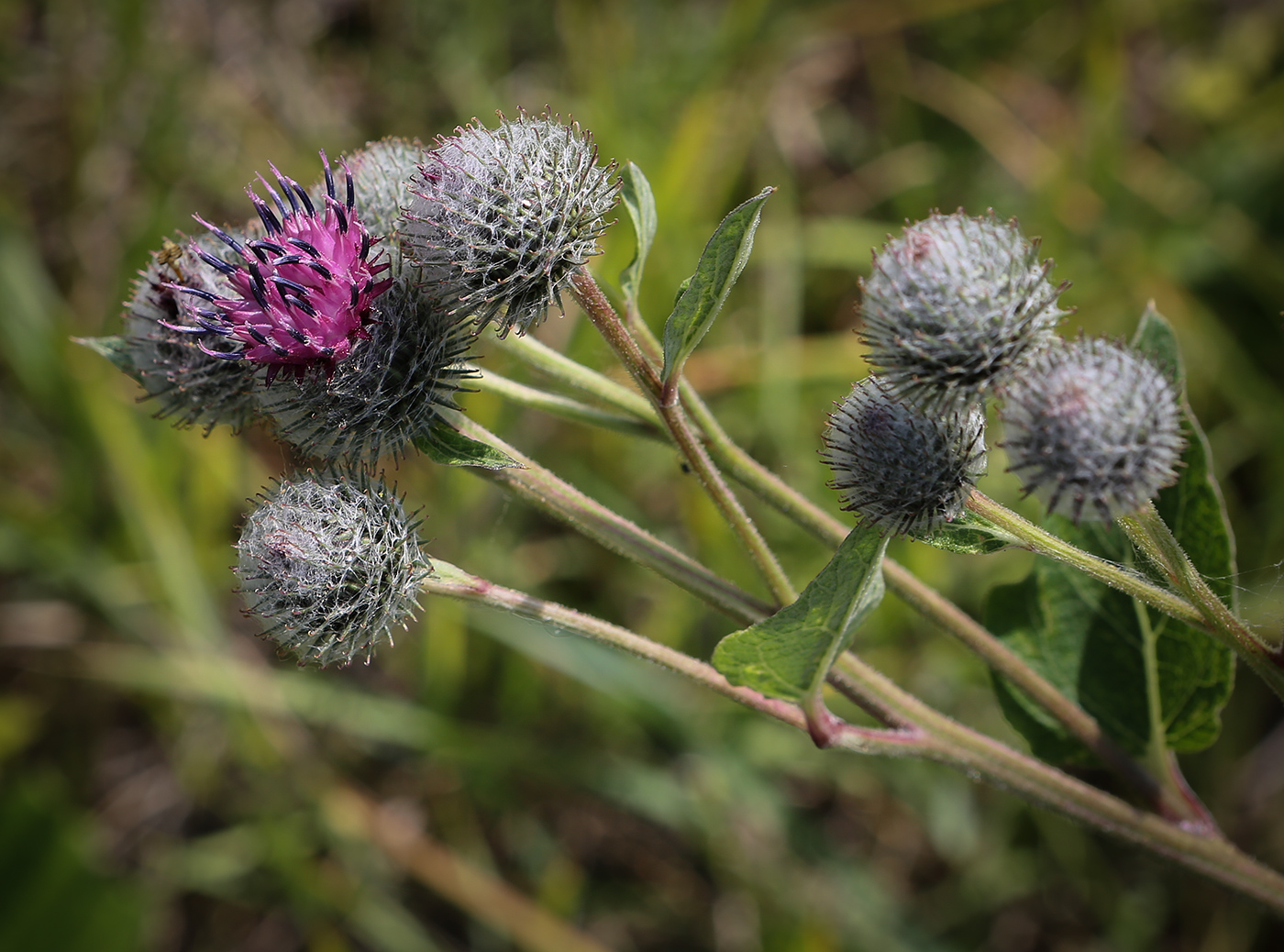 Изображение особи Arctium tomentosum.