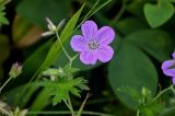 Geranium yesoense