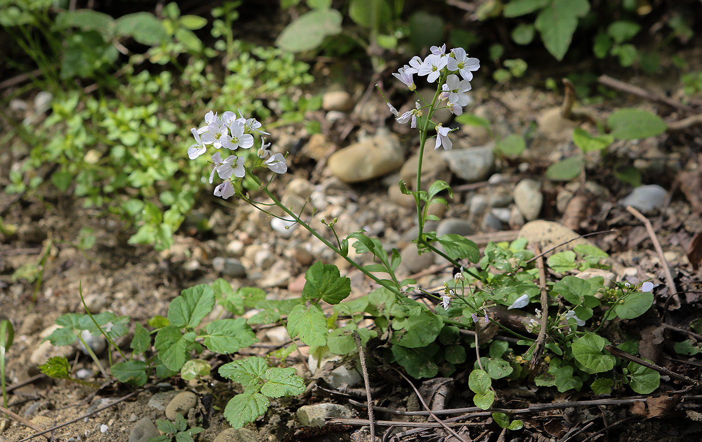 Изображение особи Cardamine tenera.