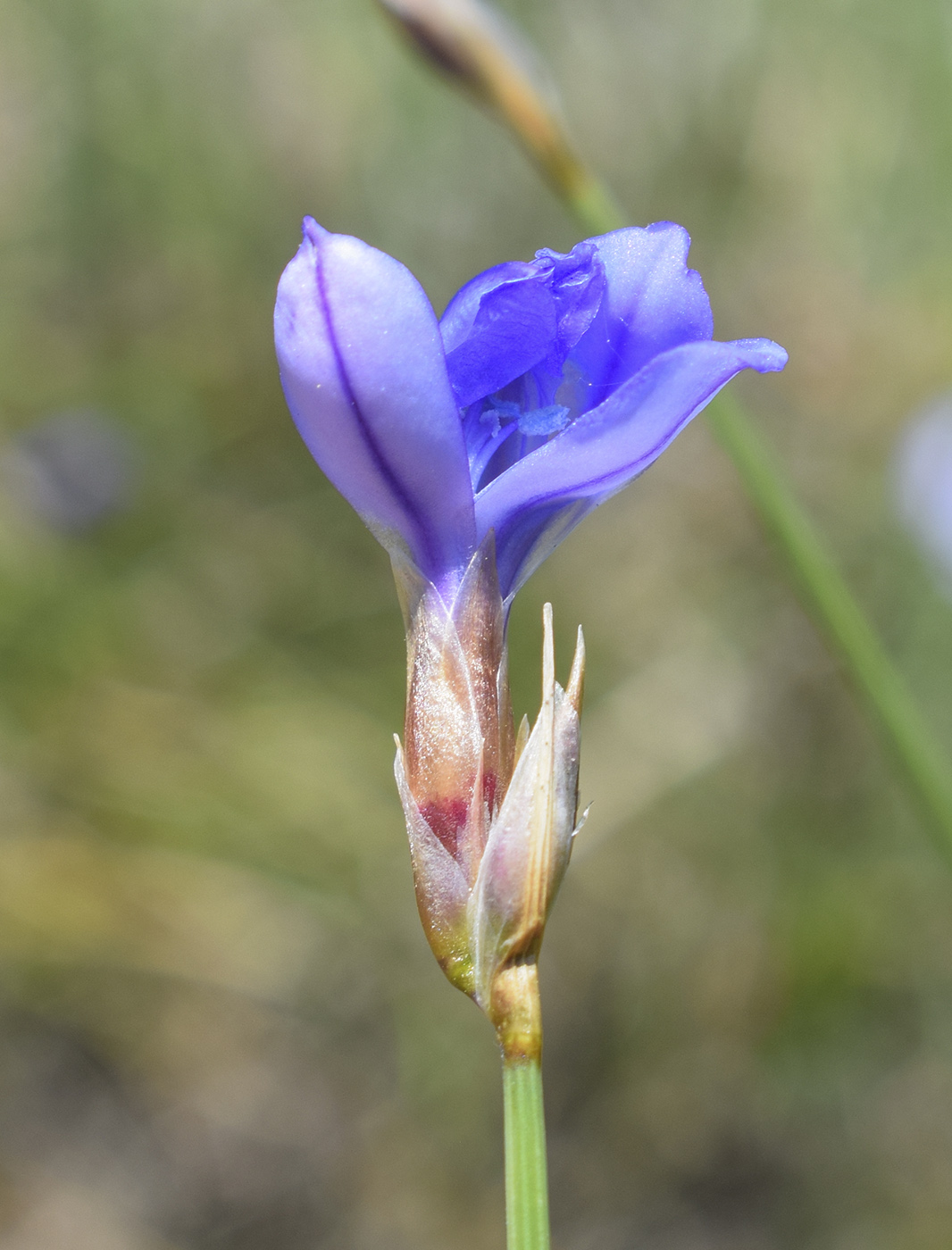 Изображение особи Aphyllanthes monspeliensis.