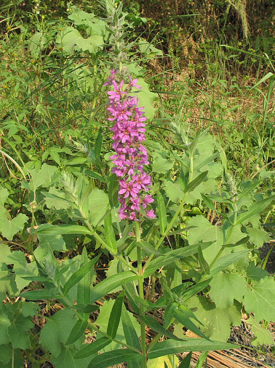 Image of Lythrum intermedium specimen.