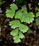 Adiantum capillus-veneris. Верхушка вайи. Китай, провинция Хунань, ущелье р. Ланьчуаньси, на скале. 08.06.2024.