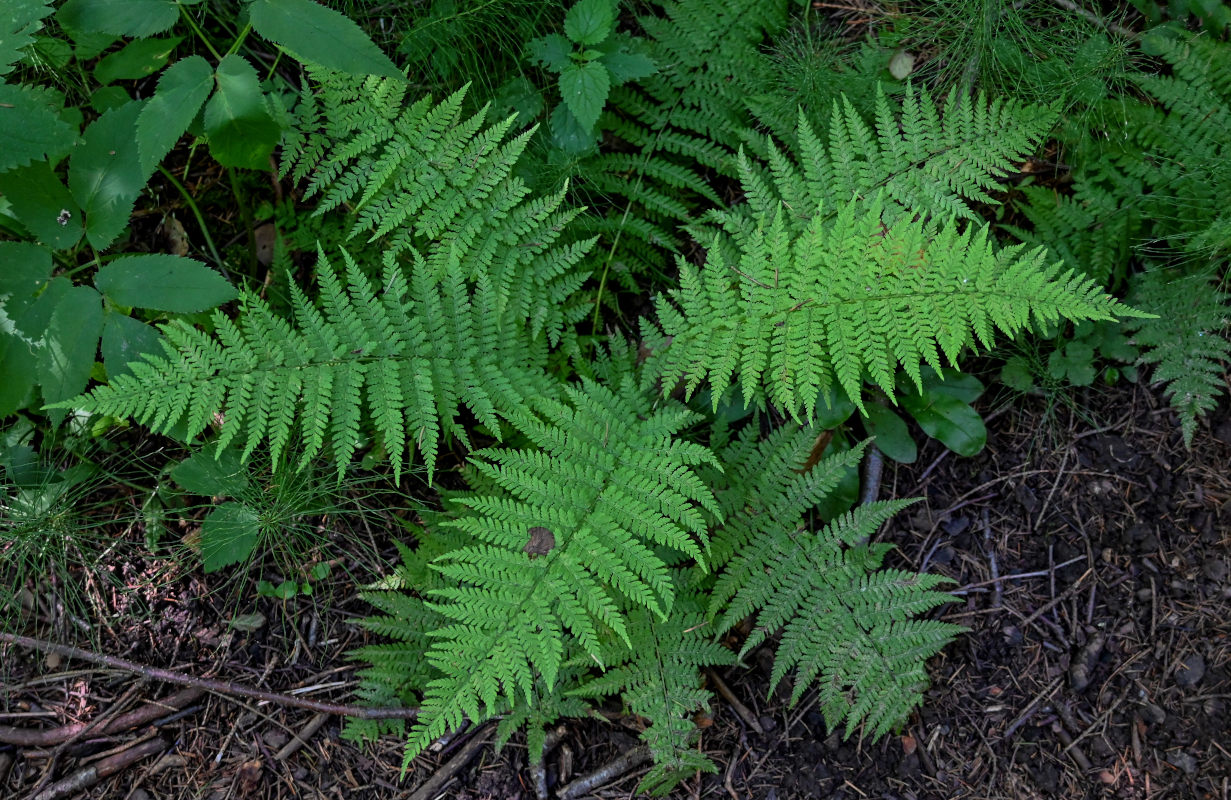 Image of Athyrium filix-femina specimen.