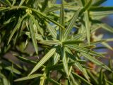 Juniperus deltoides