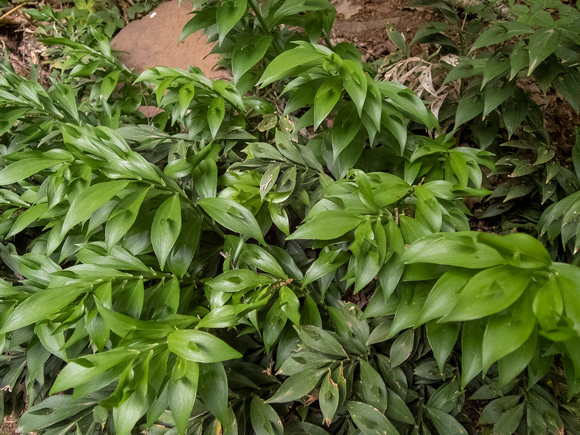 Image of Ruscus hypoglossum specimen.